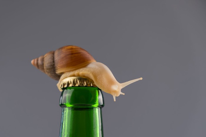 A snail on a beer bottle