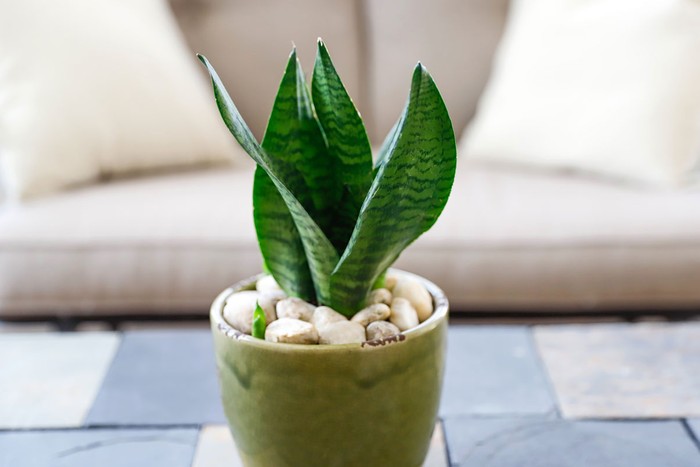 Plant pot with pebbles in