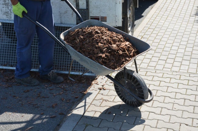 iStock-1347180754 save money gardening Loading torture wood chips bark on a wheelbarrow with a shovel from a car