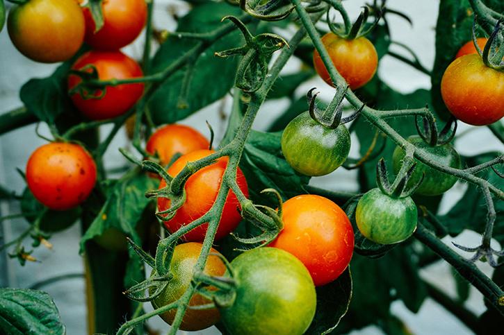 Apartment Balcony Vegetable Garden Ideas