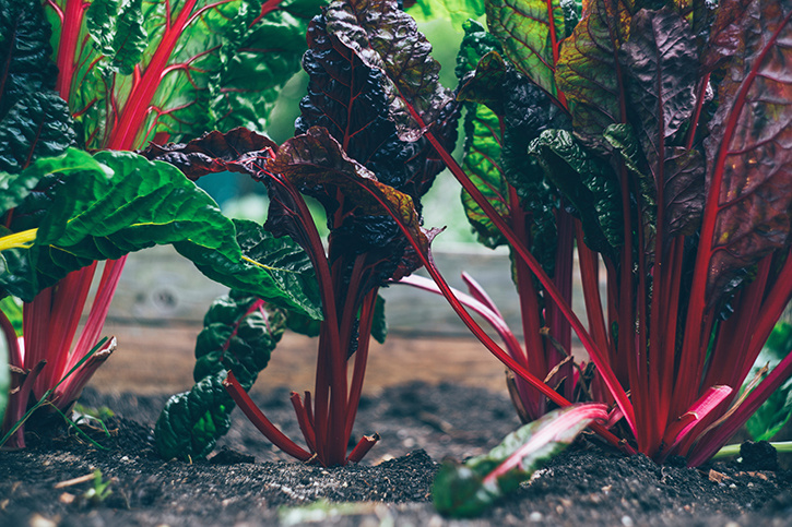 Apartment Balcony Vegetable Garden Ideas