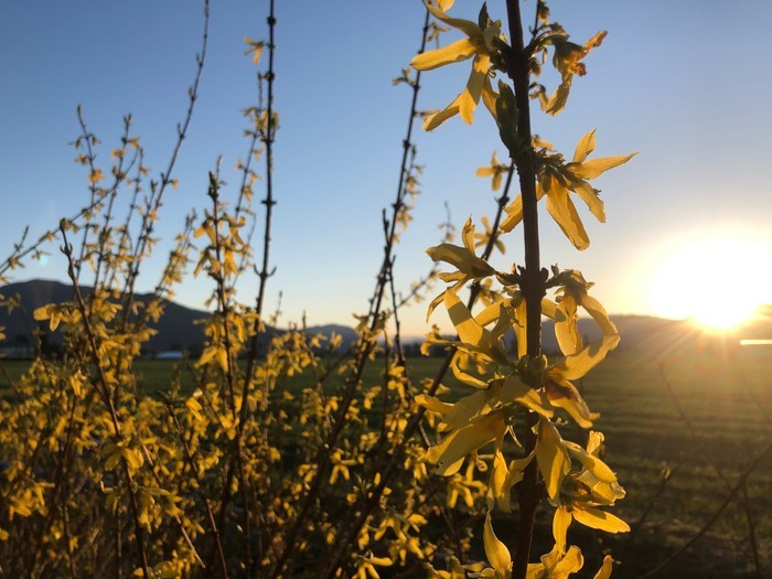 Blooming forsythia is a welcome sign of spring, and there is a variety to suit almost every garden.