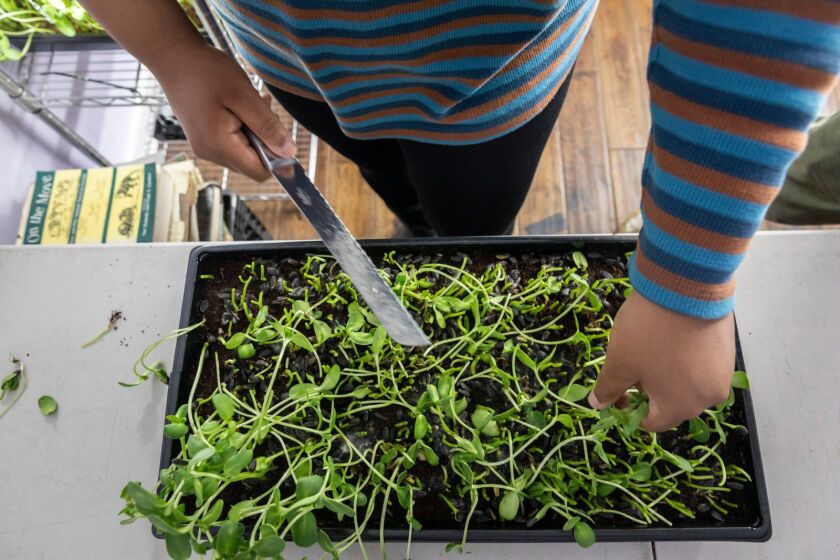 A person working with seedlings.