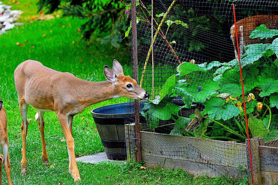 deer smelling vegetable garden