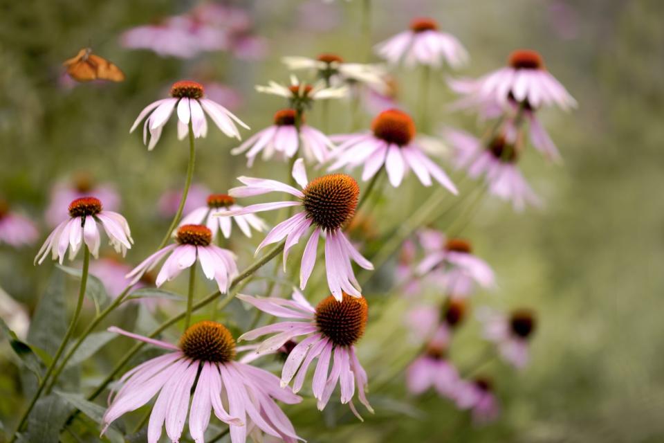 coneflower