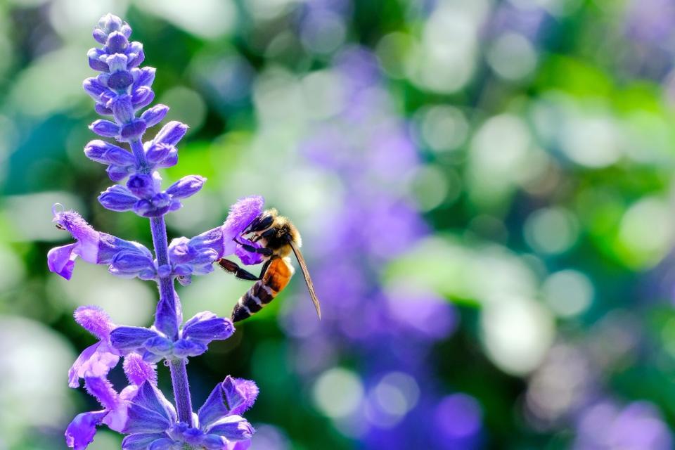 lavender plant with bee pollinating