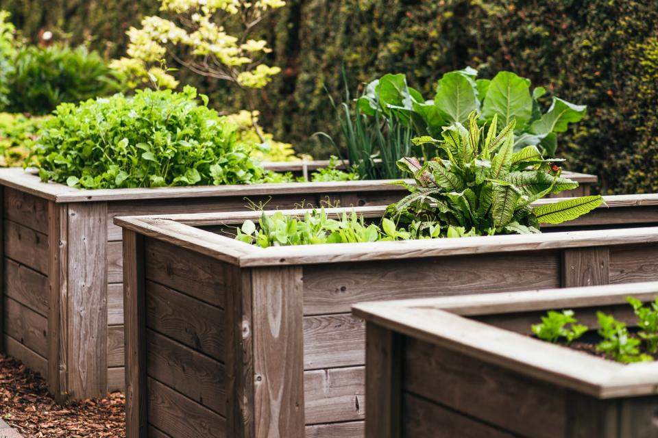 Various vegetable in a raised bed