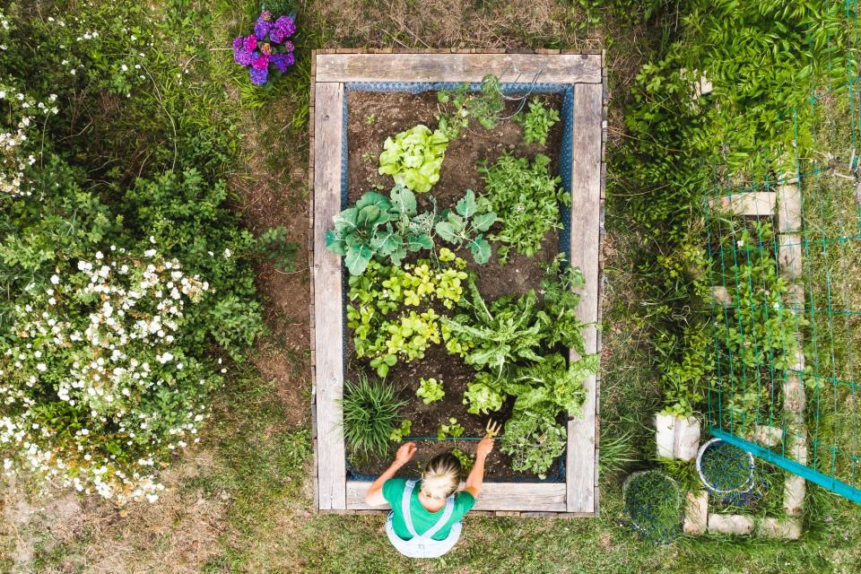 woman planting vegetables in raised bed