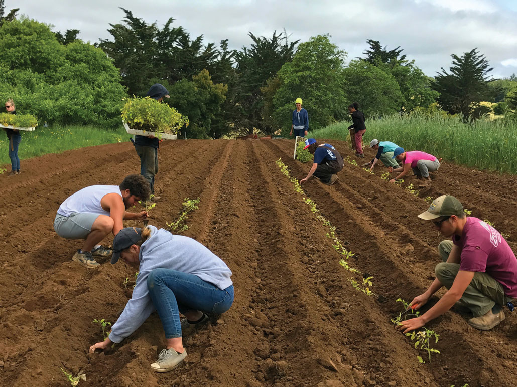 A photo of workers crouched down planting tomato seedlings in furrows.