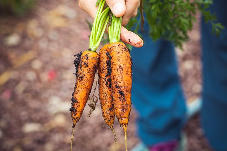 Vegetable Gardening