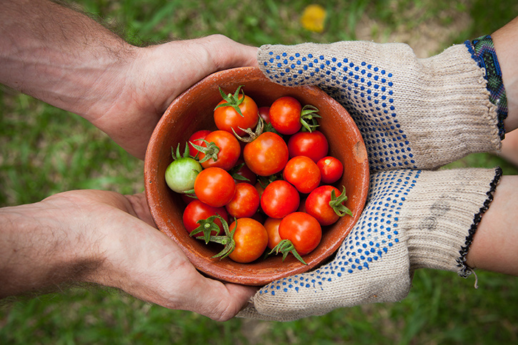 Vegetable Gardening