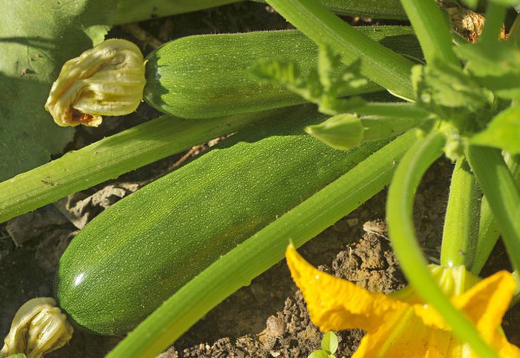 Zucchini may evade most of the squash bug and cucumber beetle invasions if planted a couple or so weeks late.