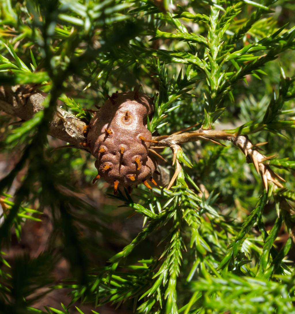 A rust gall on juniper with spore “horns” just starting to emerge. As soon as it rains, the “horns” turn gelatinous and bright orange, which will be too late to prevent spread.