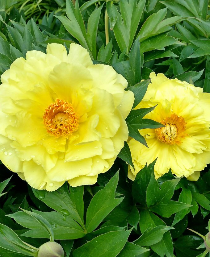 peony care