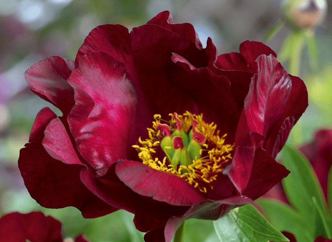 scarlet heaven peony