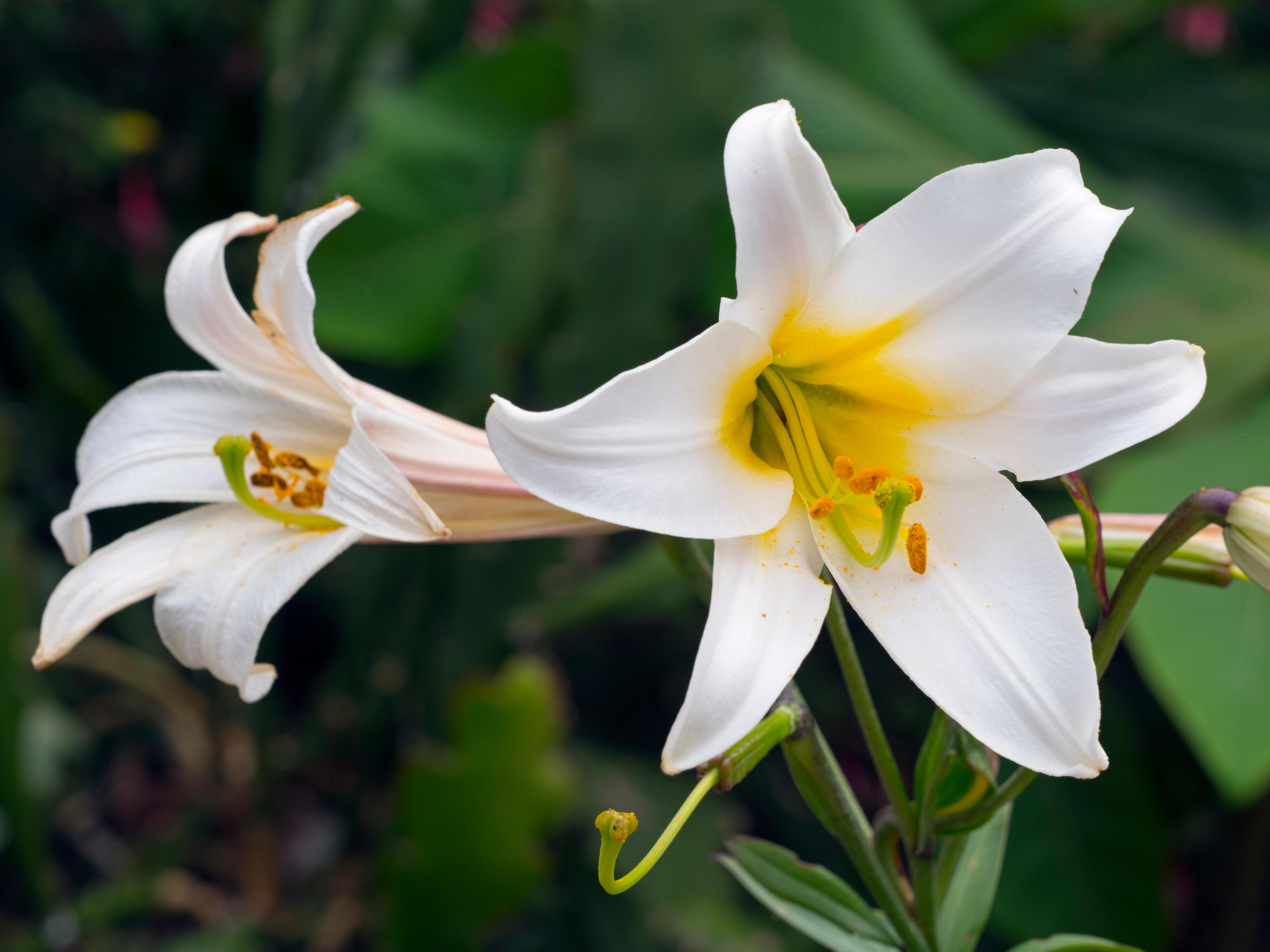 Lilies are easy to grow but should be kept away from pets