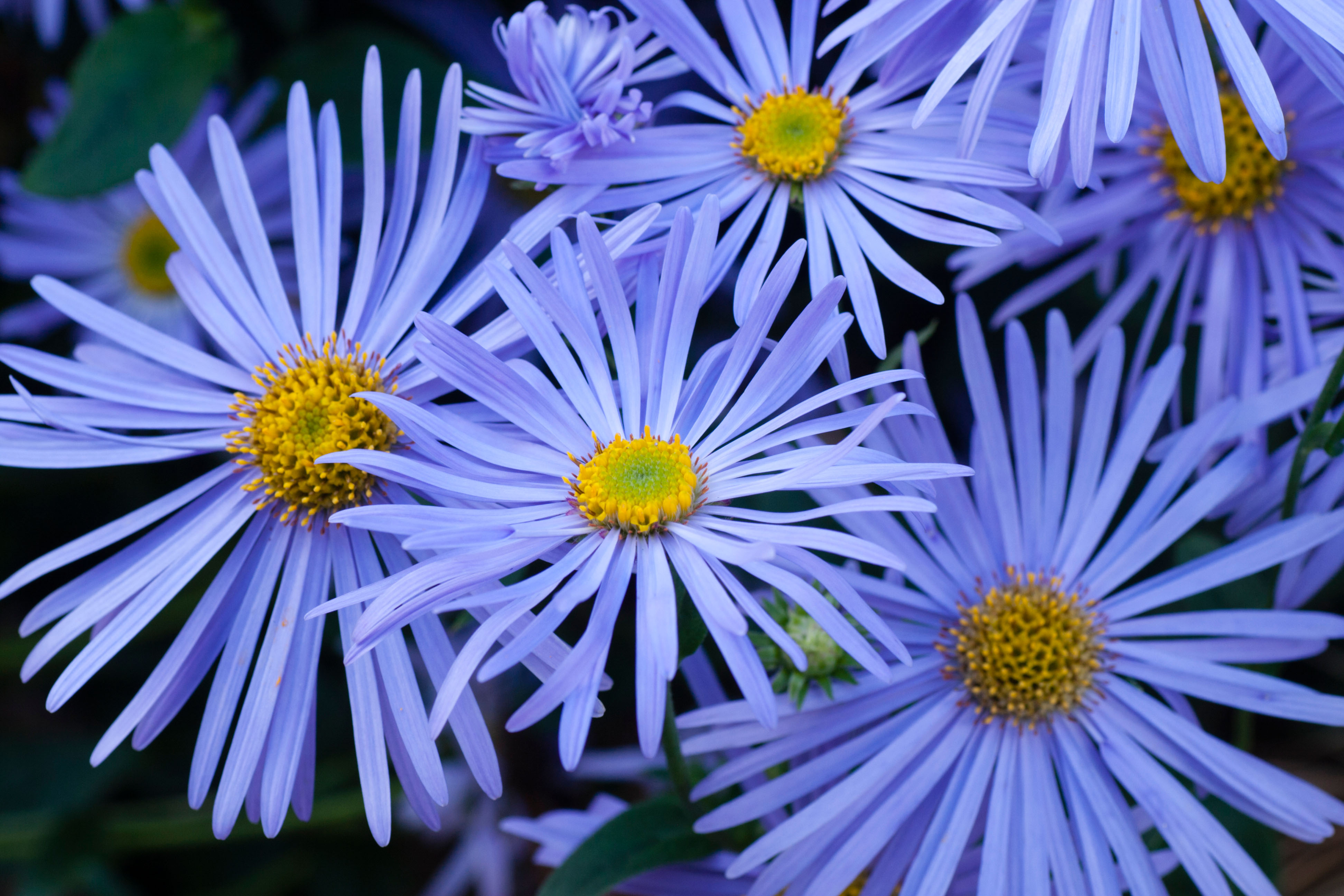 Blue Daisies are a great flower to brighten up your garden