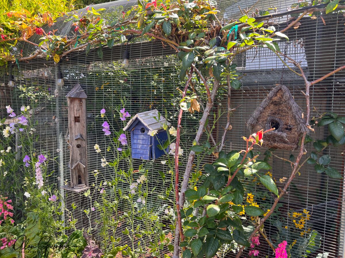 Fragrant sweet peas vine up near an array of birdhouses at a garden on the Mission Hills Garden Walk.