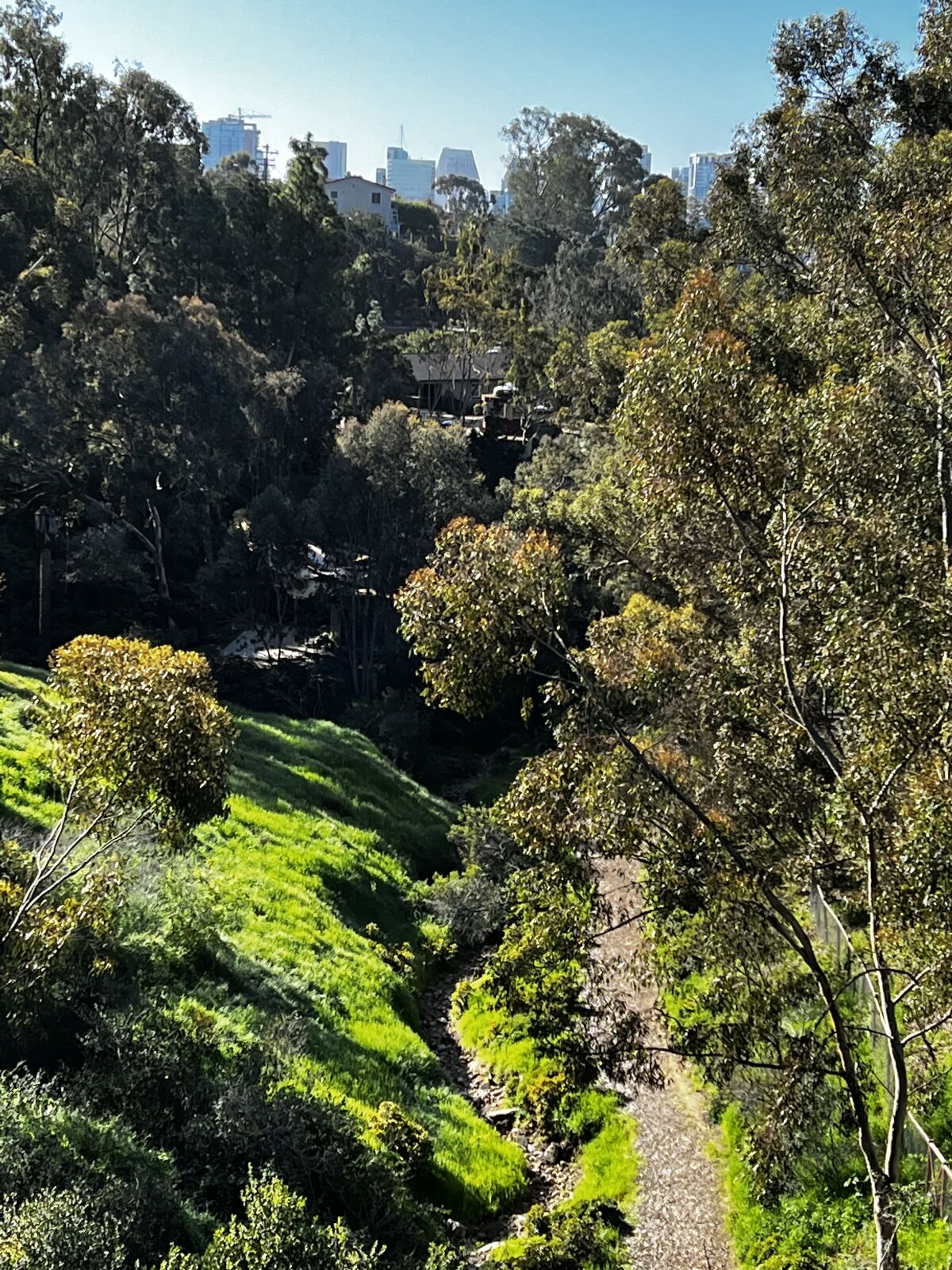 Kate Sessions Canyon, as seen from the Spruce Street suspension bridge.