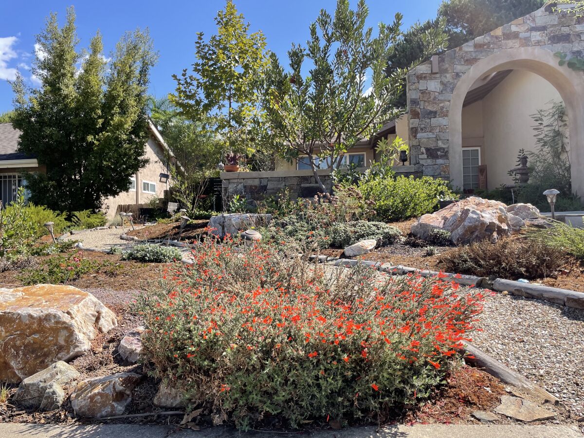 California fuschia (Epilobium canum) blooms in the foreground, with California buckwheat and Engelmann oak behind.