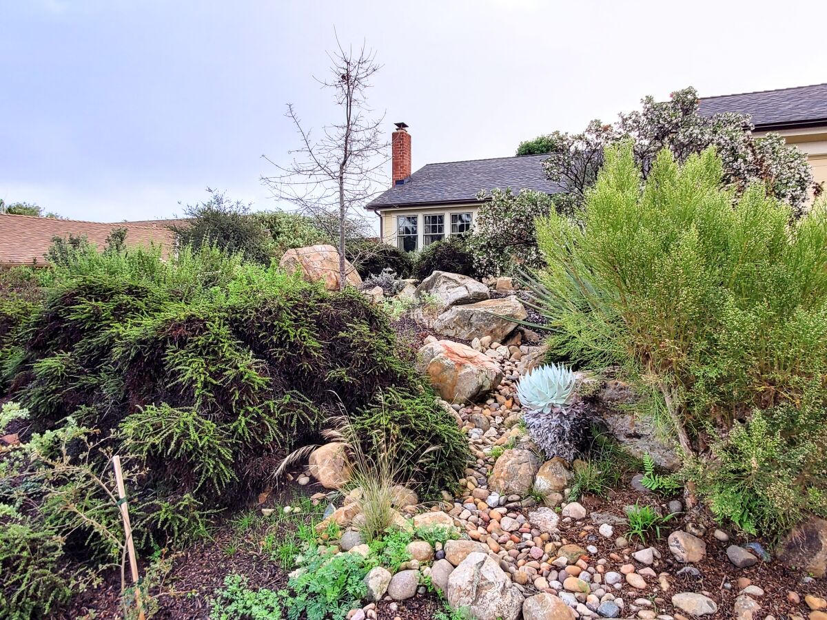 Native plants on a hillside are chamise, chalk dudleya in dry stream bed, and broom baccharis, with manzanita in bloom.