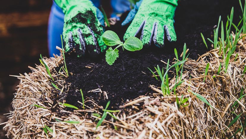 A gardener transplants an eggplant seedling into a straw bale.&nbsp;Plants can be planted in straw bales from seed or transplanted when they are bigger.