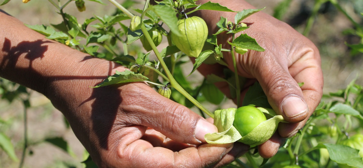 gardener checks on the progress of his vegetables