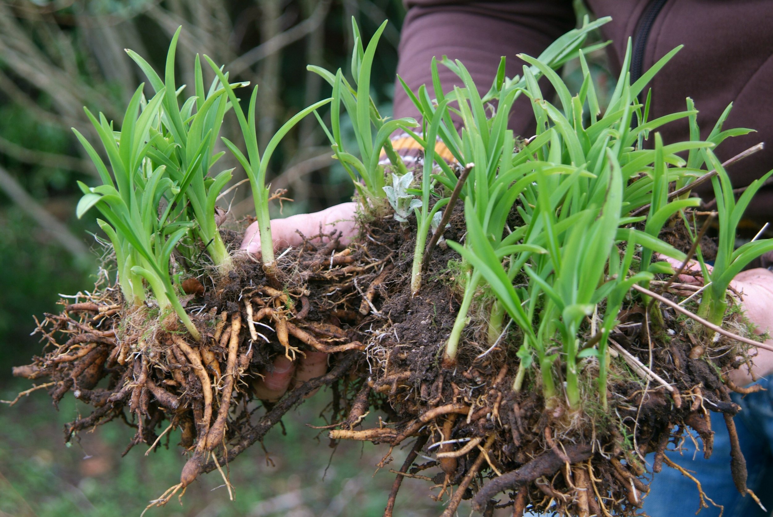 Sow Wildflower Seeds And Prepare Flower Borders For Summer … Inews