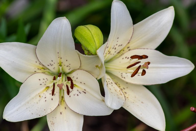 12 Lovely Pictures of Lilies You Need to See – Birds & Blooms