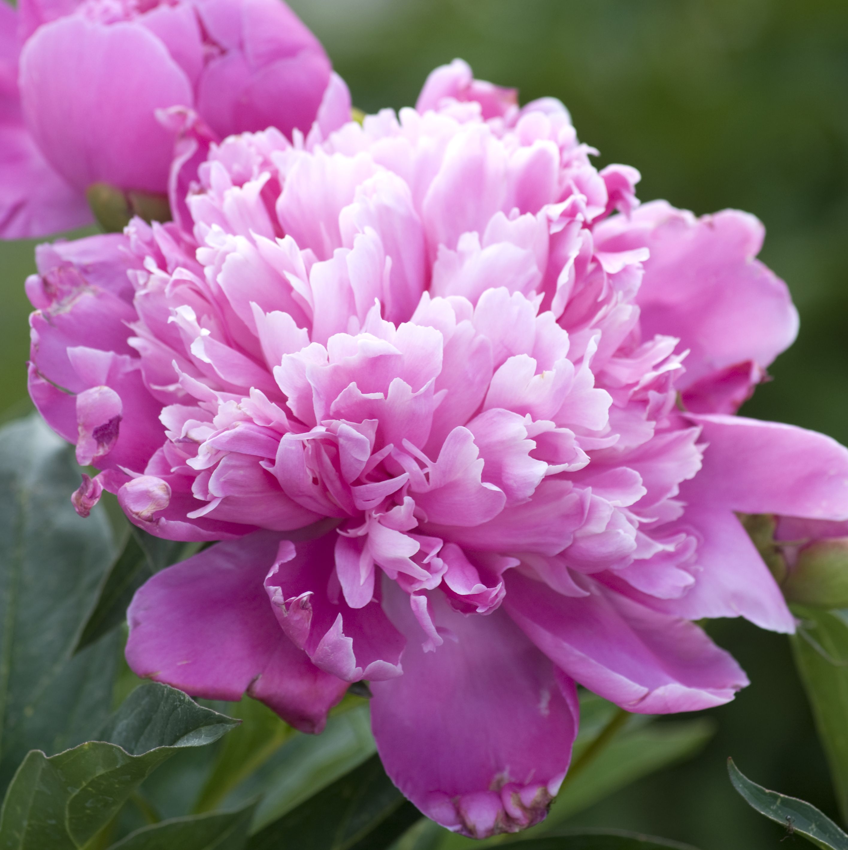 summer flowers, close up of a pink peony