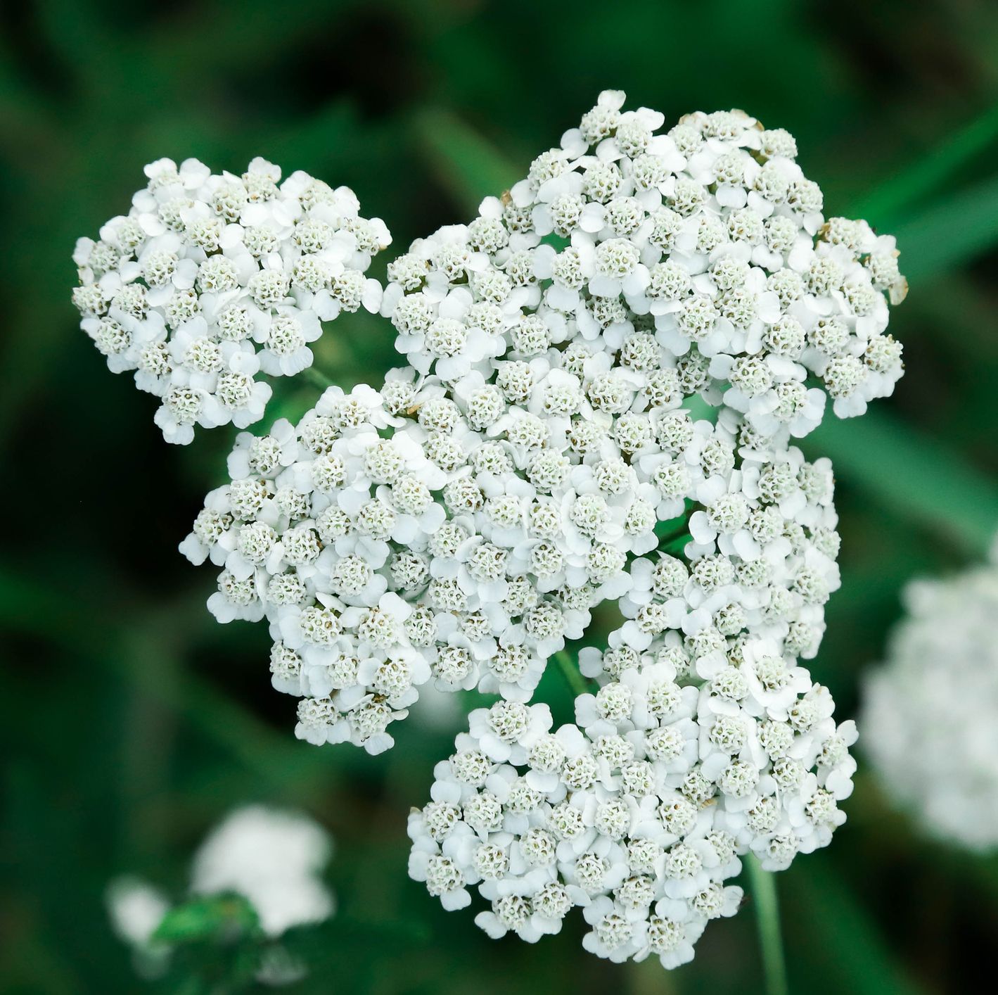 summer flowers, white yarrow outdoors