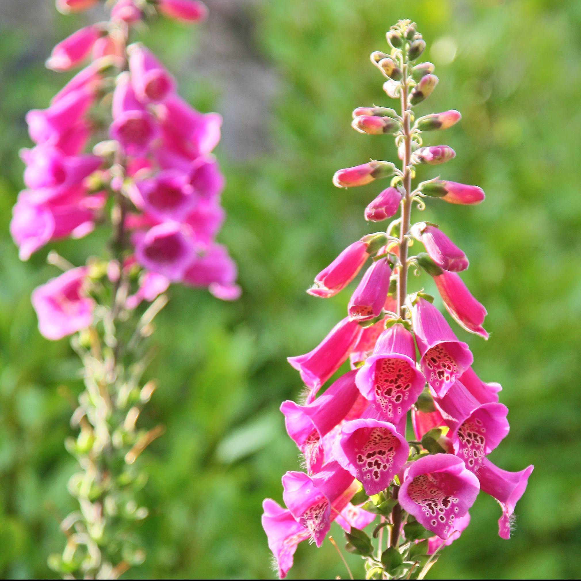 summer flowers, close up of pink foxglove flowers