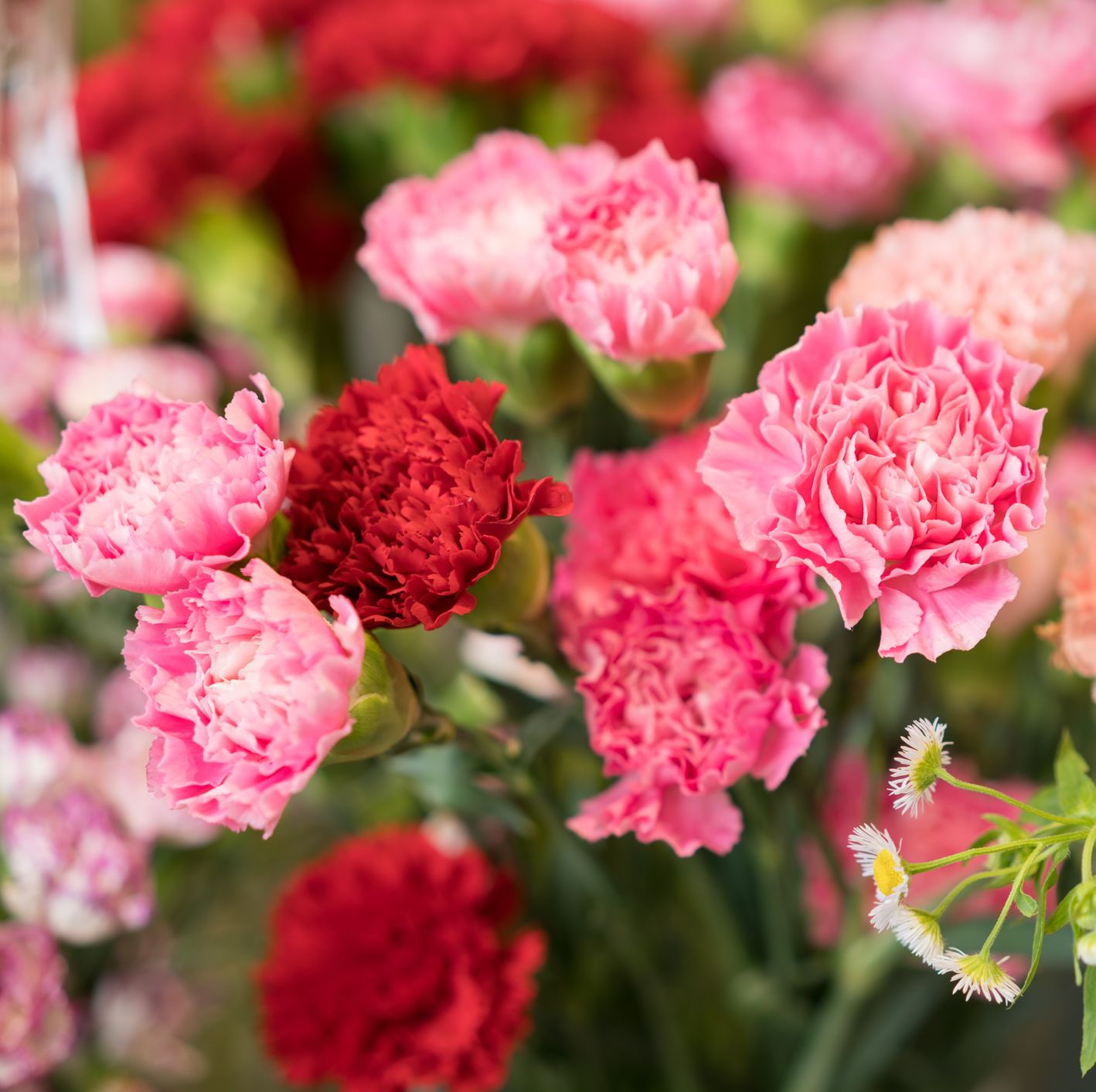 summer flowers, close up of pink and red carnations outside