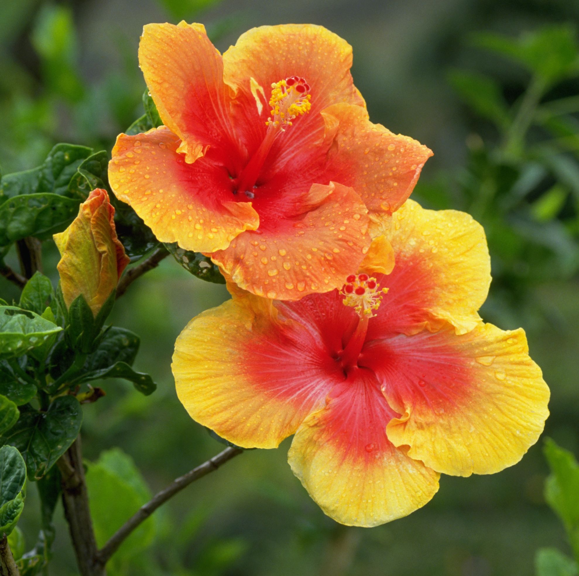 summer flowers, close up of dew covered yellow and red hibiscus flowers