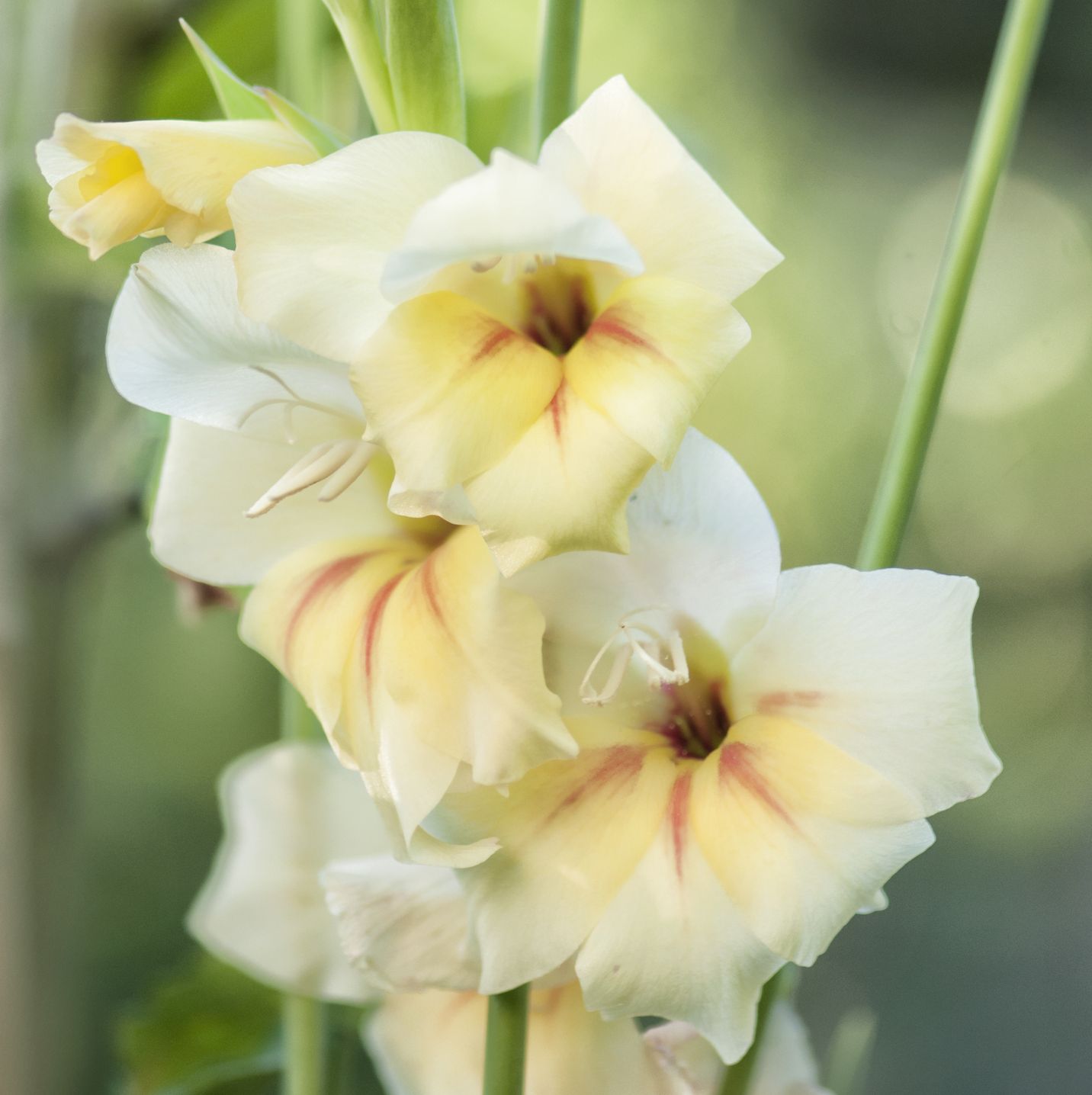 summer flowers, gladiolus inflorescence in full bloom summer in the garden