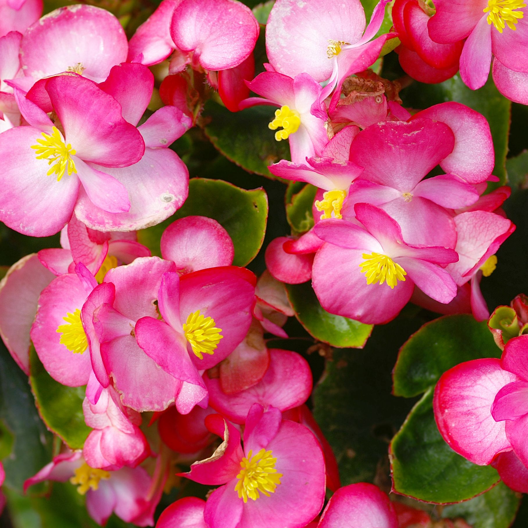 summer flowers, close up of begonias