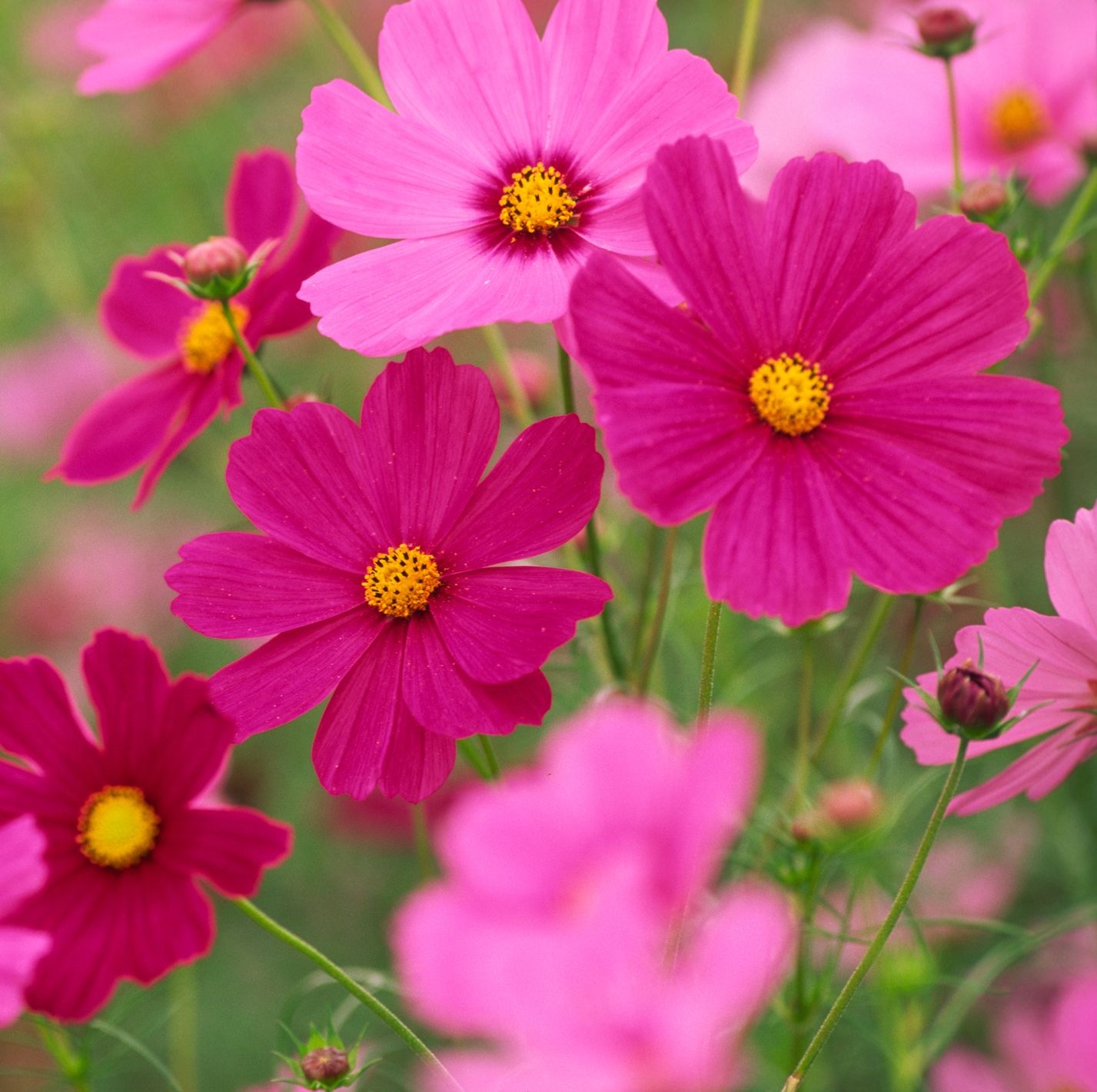 summer flowers, close up of colorful cosmos flowers