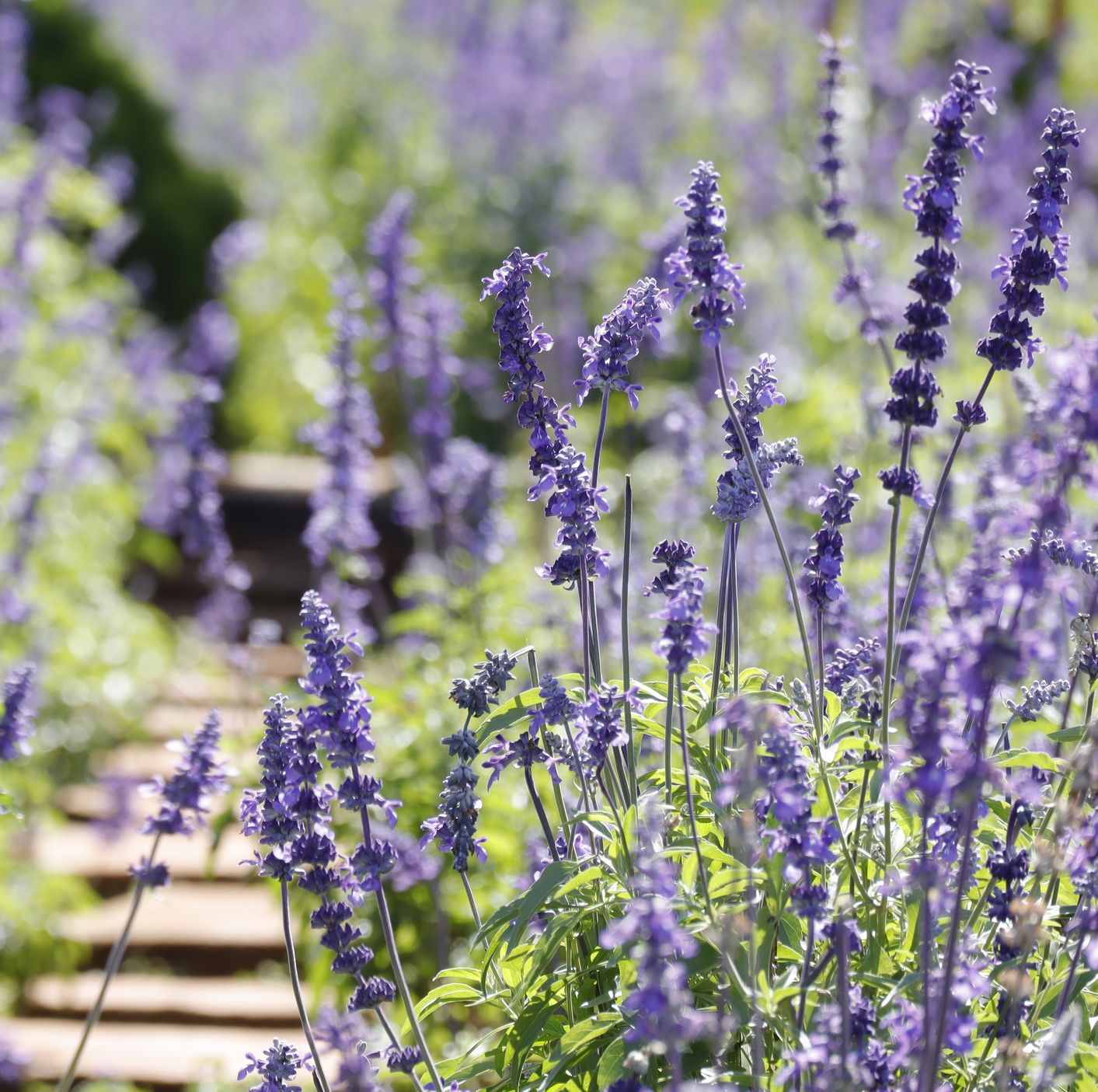 summer flowers blue salvia flowers blooming under the morning sunshine