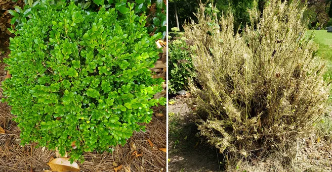 Greater Cincinnati's boxwood plants got hit with a 1-2 punch in 2023. They sustained damage from a severe temperature drop, followed by insect damage in the spring. Pictured: A healthy boxwood (left), and a boxwood heavily damaged by insects such as Leaf Miners and Psyllids.