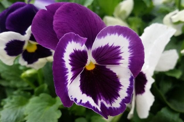 Garden Pansies