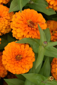 Zinnia Magellan™ Orange