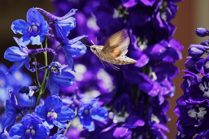 white-lined sphinx moth on larkspur