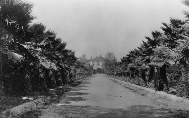 Palm trees line both sides of this street. 