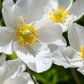 NatureHills.com anemone