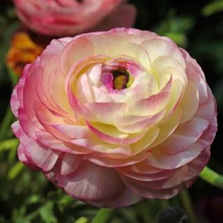 NatureHills.com ranunculus