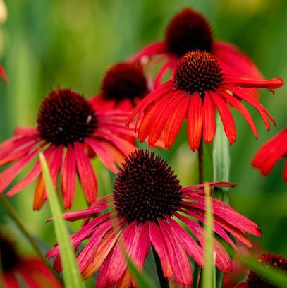 an image of the echinacea cultivar red sombreroas the main feature with various out of focus flowers as the back ground