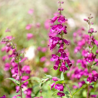 penstemon