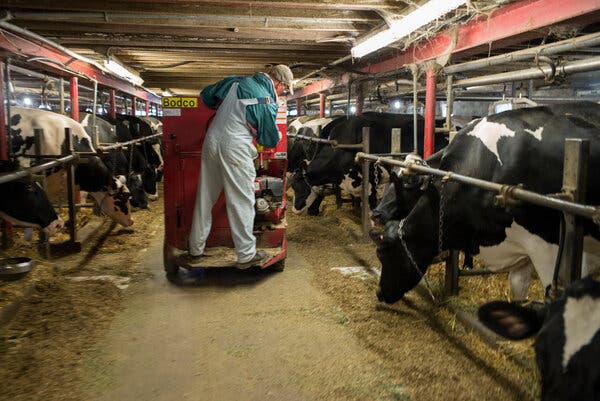 A man wearing overalls stands on a cart between rows of cows, some of which are eating grain from the floor.