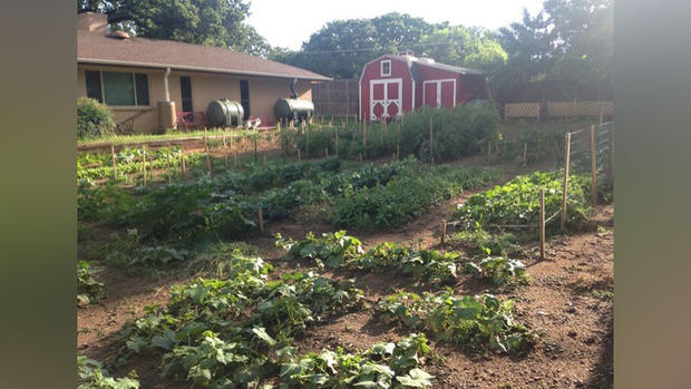 George Pavelek's vegetable garden 