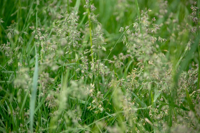 A field with a mixture of legumes and orchard grass